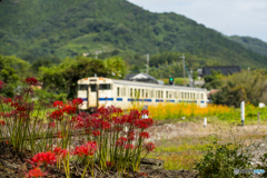 採銅所駅 彼岸花