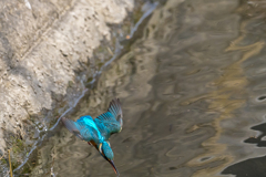 園のカワセミ３６