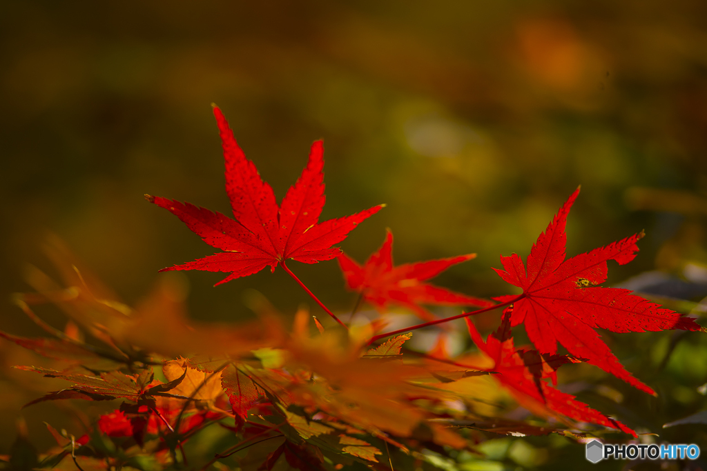 2025年 大山祇神社の紅葉 3