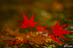 2025年 大山祇神社の紅葉 3