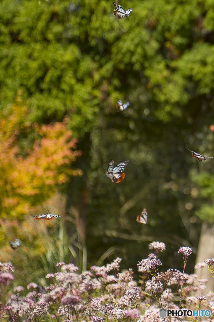 くじゅう花公園のアサギマダラ８