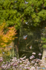 くじゅう花公園のアサギマダラ８