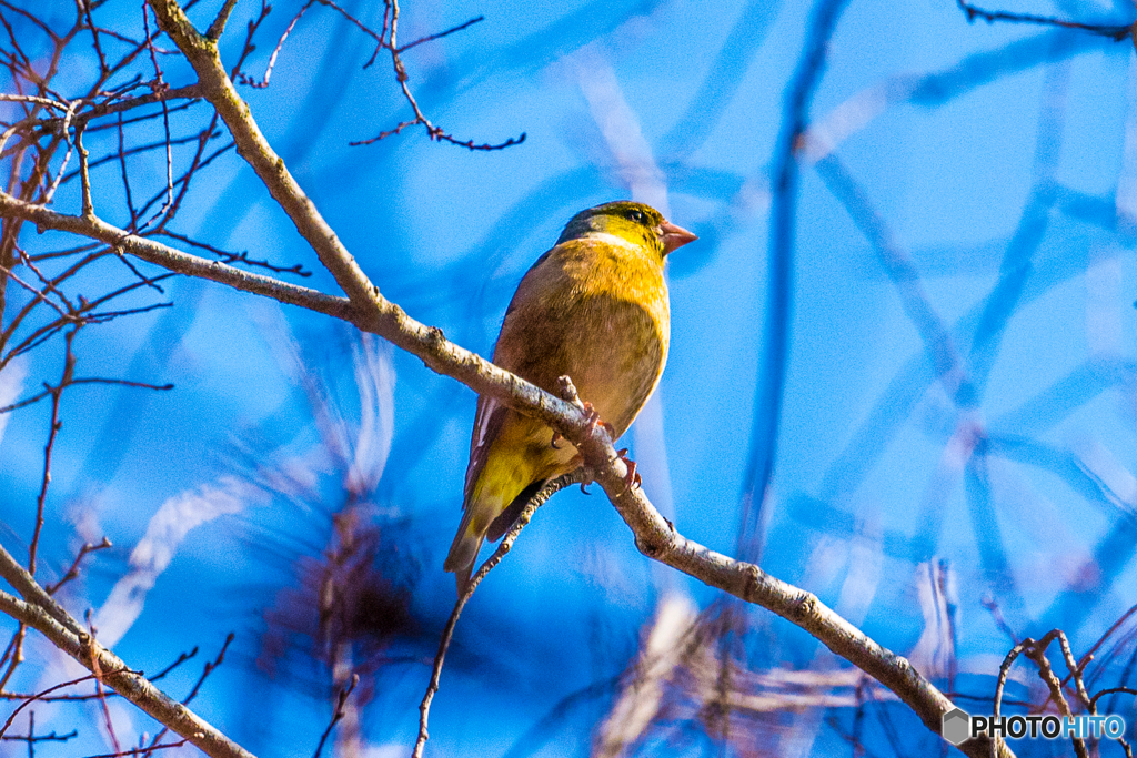 2026年 カワラヒワ 1