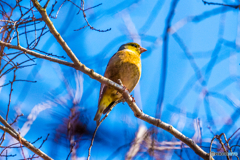 2026年 カワラヒワ 1