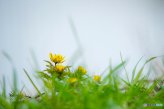 2026年 春の妖精達 福寿草 7