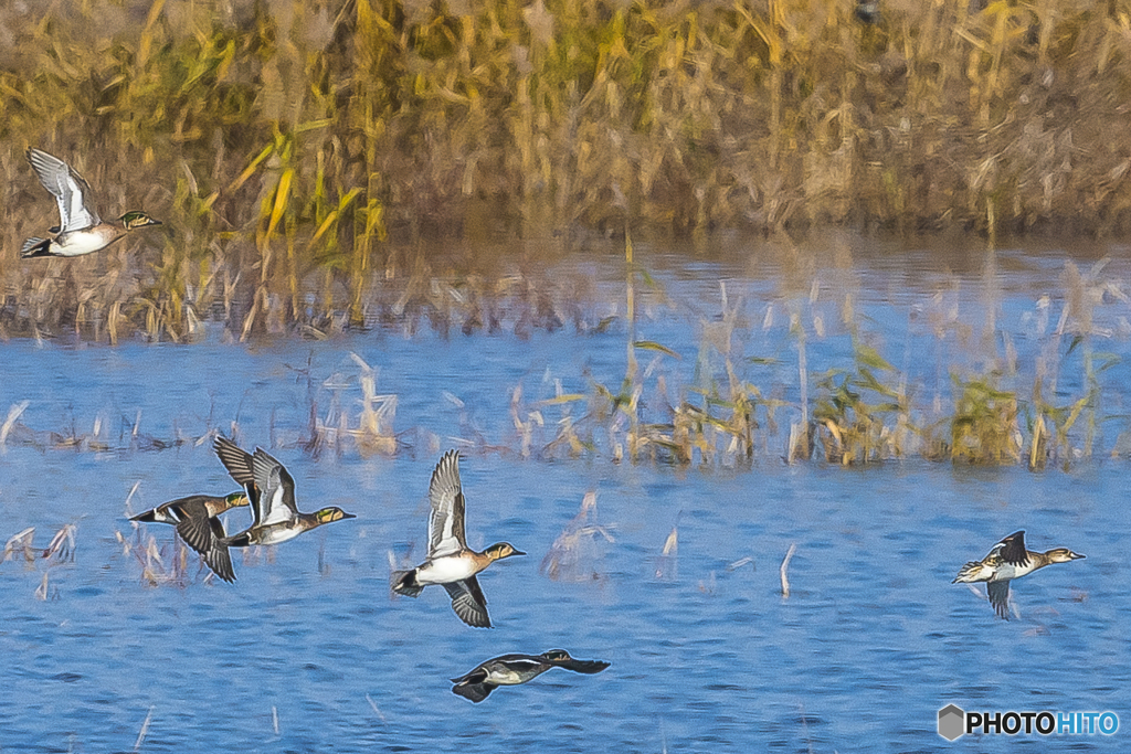2025年 調整池のトモエガモ 7