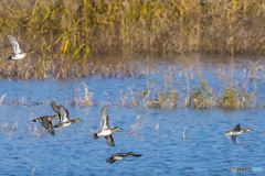 2025年 調整池のトモエガモ 7