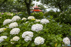 2025年 千光寺の紫陽花 １２