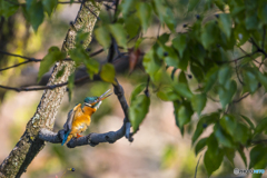 公園散策 カワセミ１