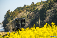 2025年 菜の花列車（平成筑豊） ４