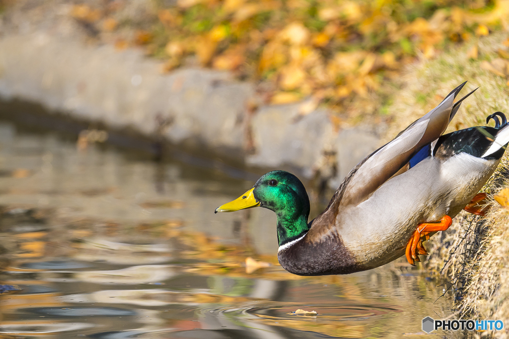 公園散策 マガモ１