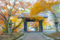 2025年 秋月の紅葉 2