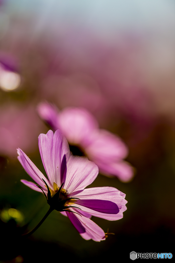 秋桜３