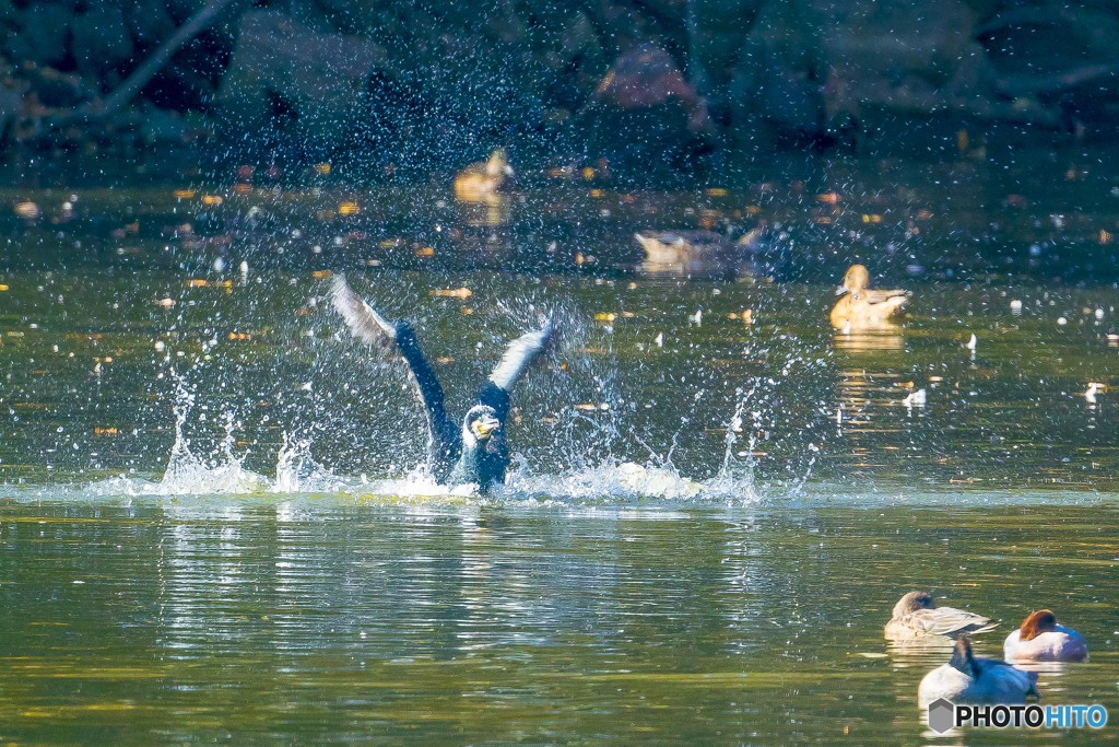 2025年 池の住人達 3