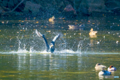 2025年 池の住人達 1