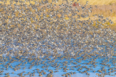 2025年 調整池のトモエガモ 3