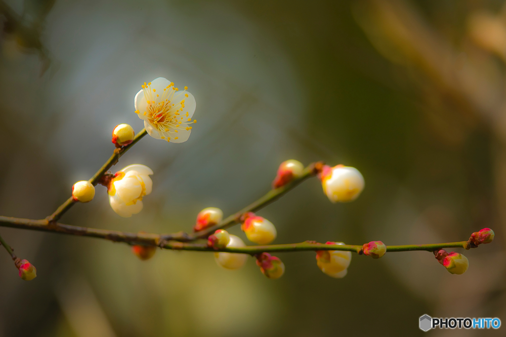 2026年 石橋文化センター散策 10