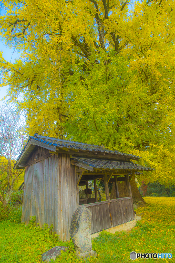 2025年 内野の大銀杏 2