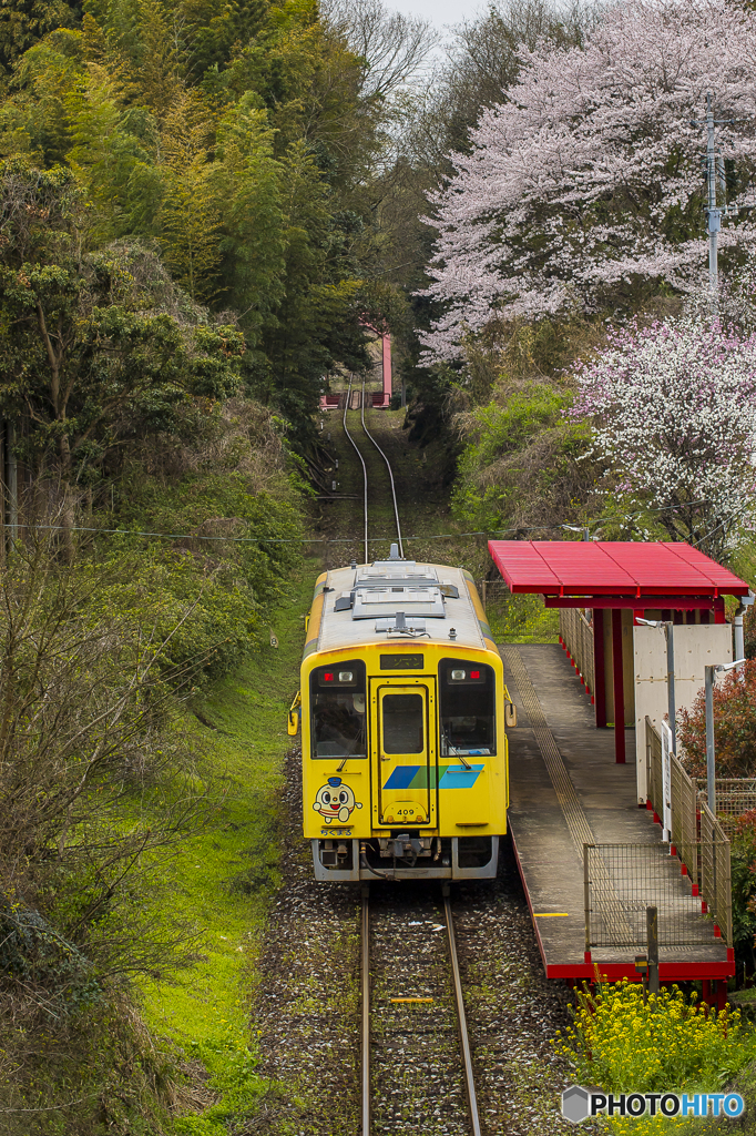 桜列車１７