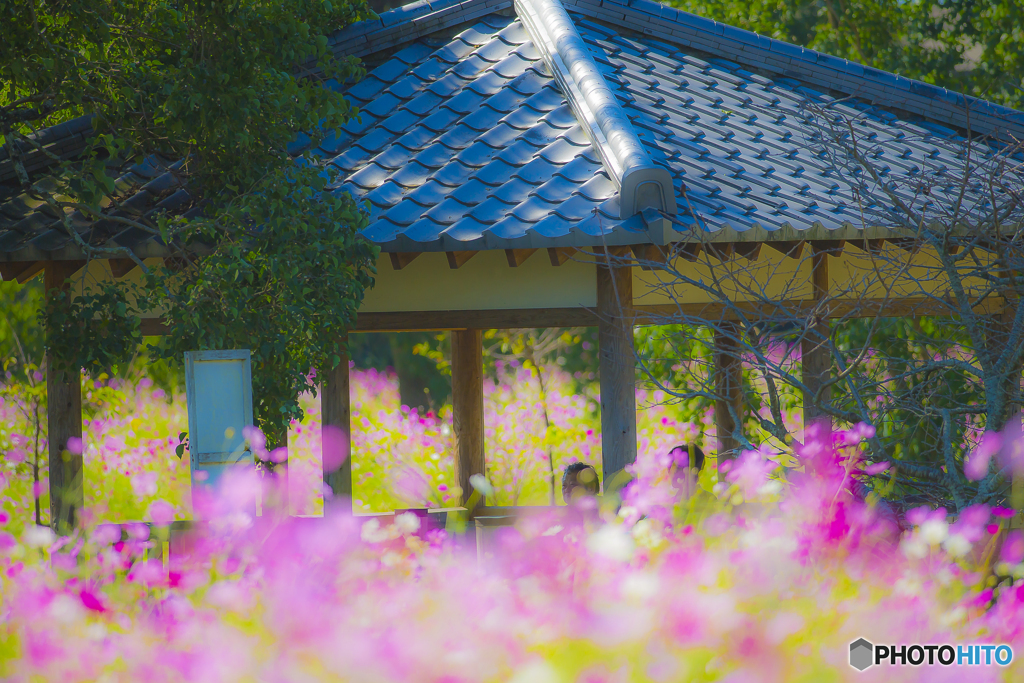 2025年 金立公園のコスモス 13