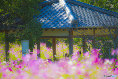 2025年 金立公園のコスモス 13