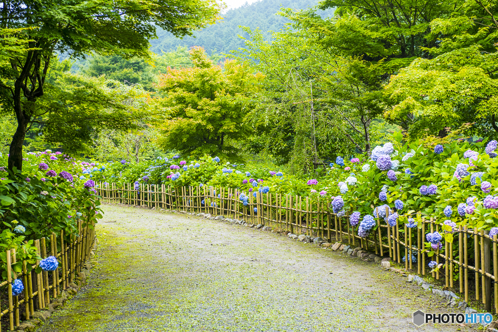 呑山観音寺の紫陽花 １