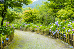 呑山観音寺の紫陽花 １