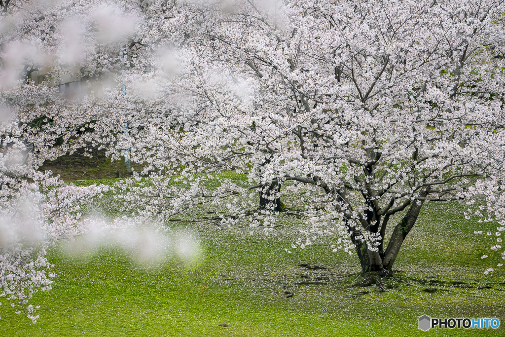 公園の桜３