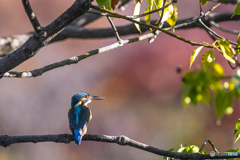 公園散策 カワセミ３