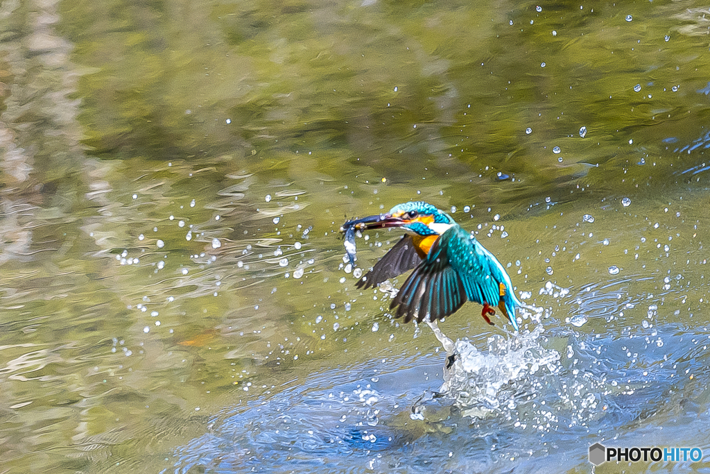 公園のカワセミ １０２