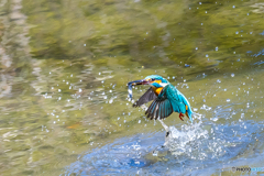 公園のカワセミ １０２