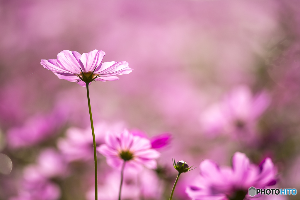 秋桜２