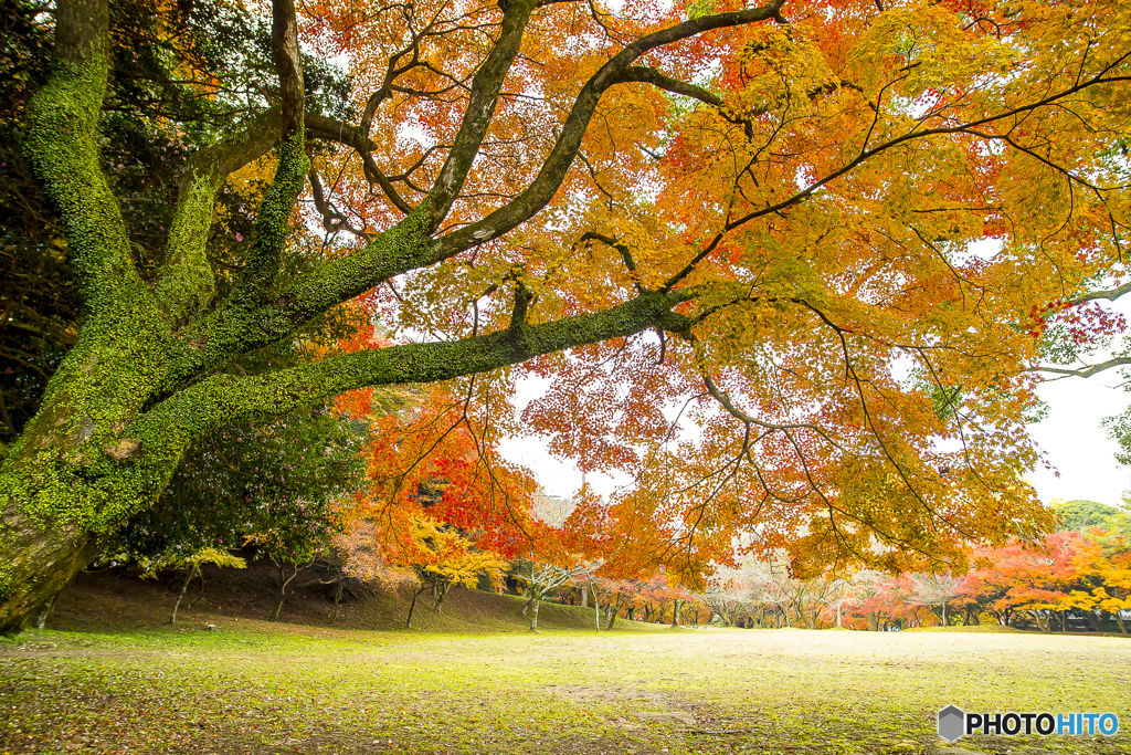 2024年 秋月城跡の紅葉 ５