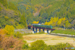 2025年 紅葉の九大線 9