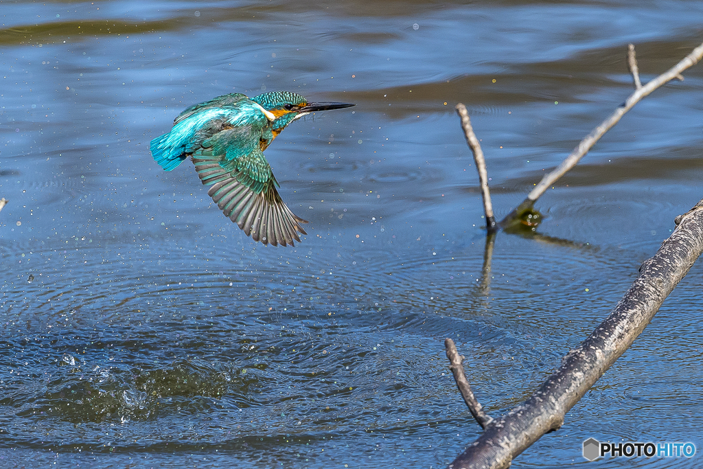 公園のカワセミ５２