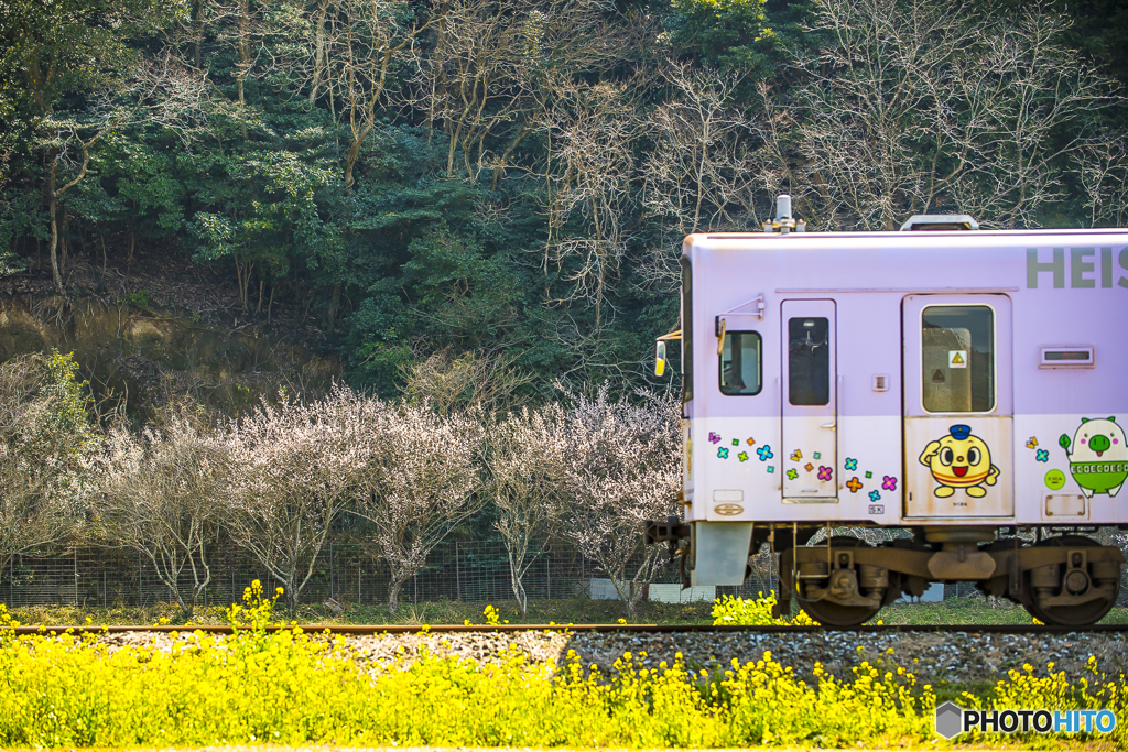 2025年 菜の花列車（平成筑豊） ６