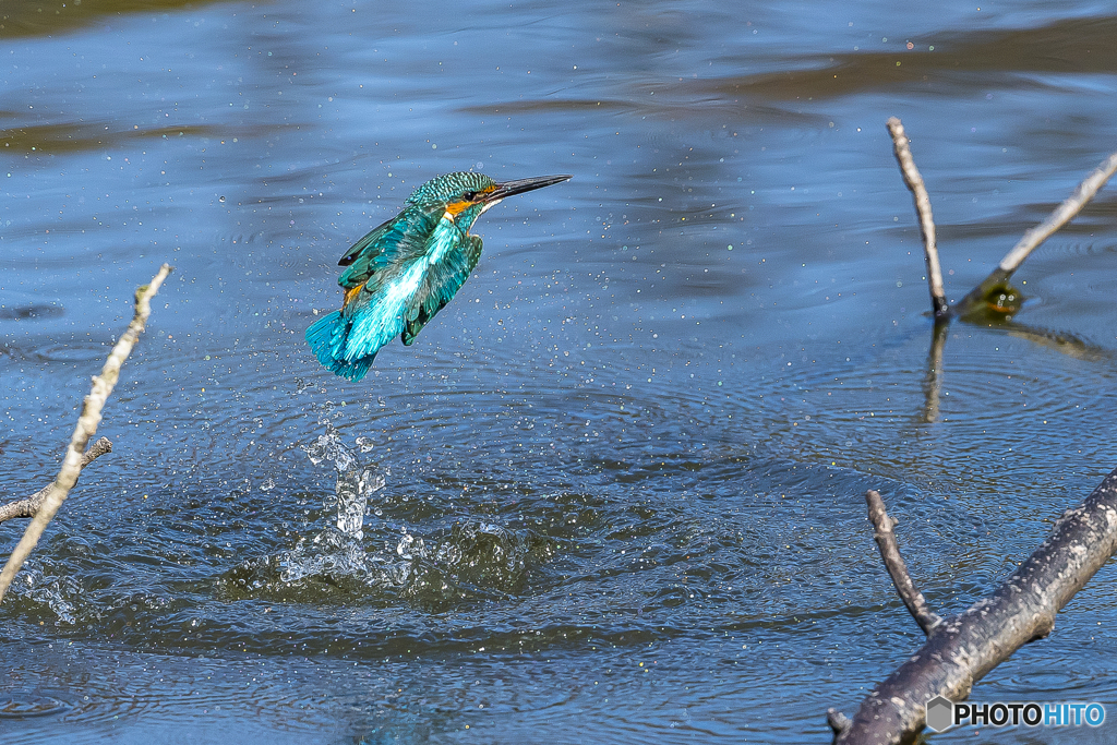 公園のカワセミ５３