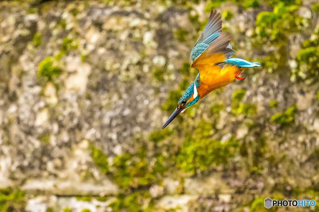 公園のカワセミ １２８