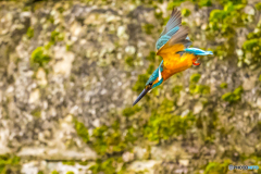 公園のカワセミ １２８