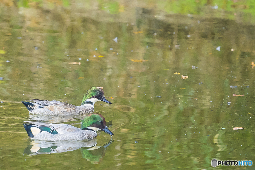 2025年 ヨシガモ 3