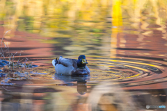 公園散策 マガモ７