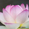 唐比蓮園 １５