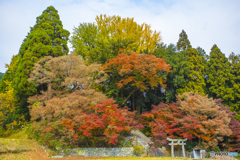 2025年 大山祇神社の紅葉 1