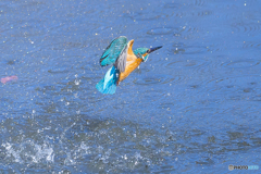 公園のカワセミ １２２