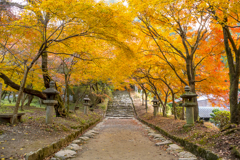 2024年 秋月城跡の紅葉 ２