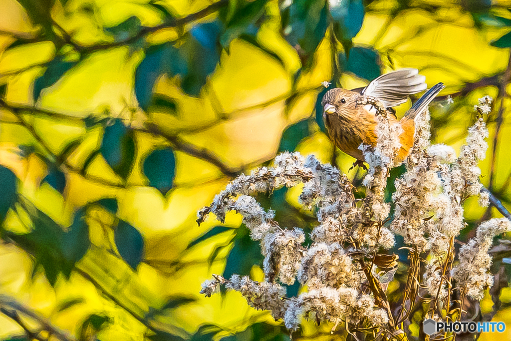 2026年 ベニマシコ 6