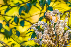 2026年 ベニマシコ 6