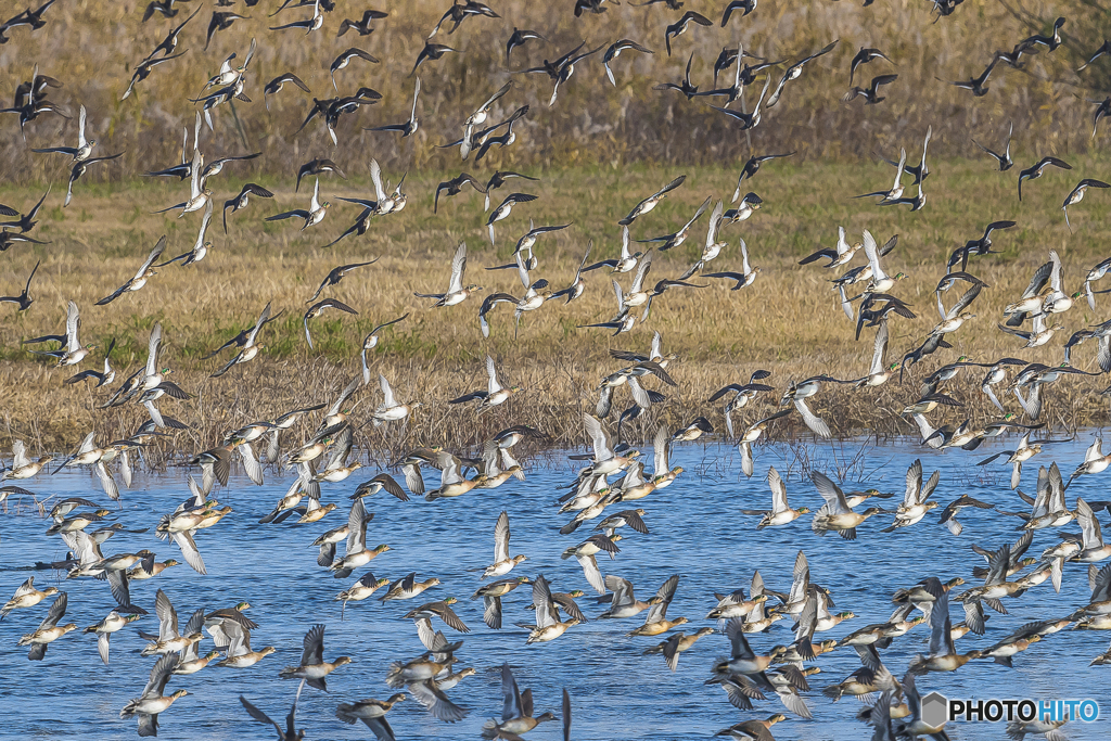 2025年 調整池のトモエガモ 10