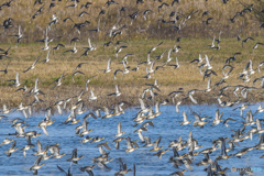 2025年 調整池のトモエガモ 10