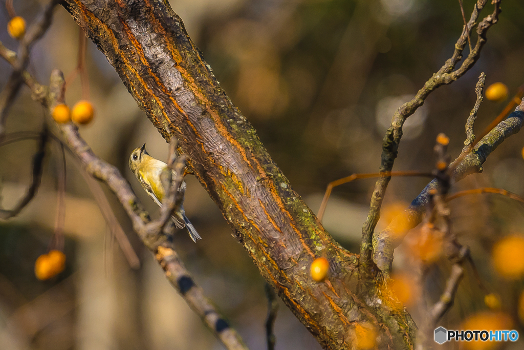 2026年 キクイタダキ 12